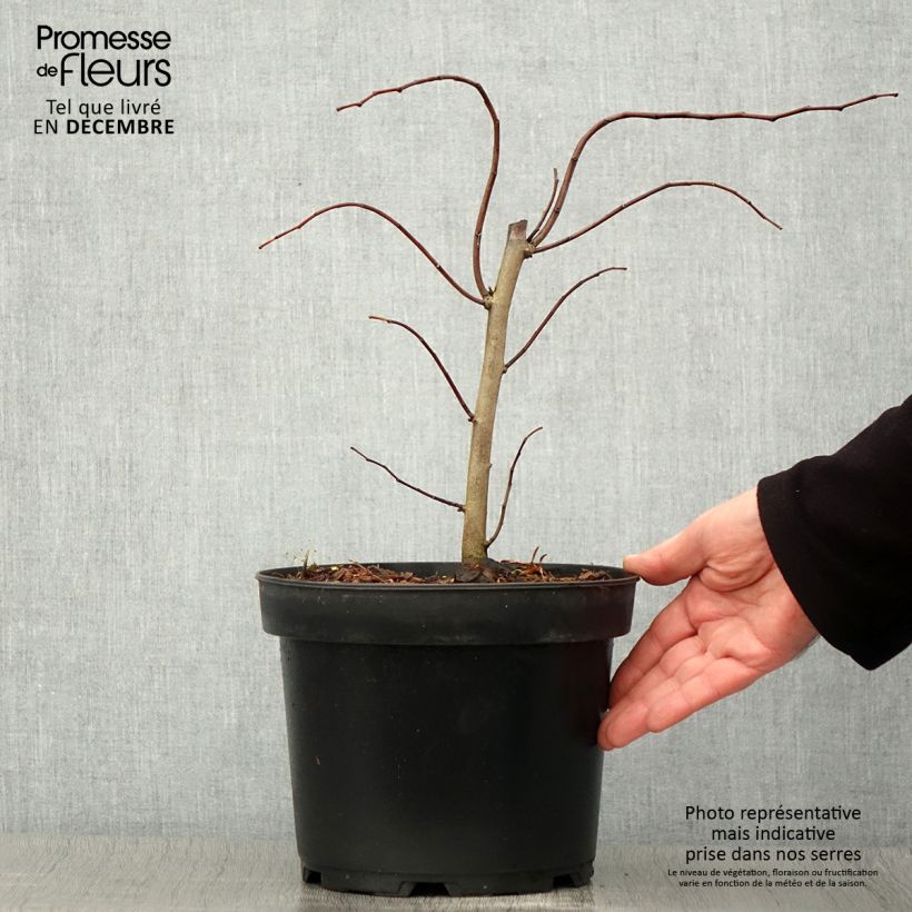 Esemplare di Cercis canadensis The Rising Sun - Gainier du Canada Pot de 2L/3L come consegnato in autunno