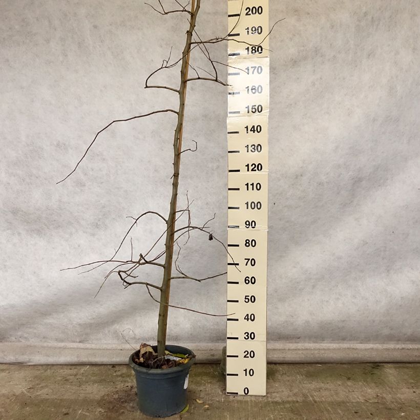 Esemplare di Cercis canadensis Vanilla Twist - Albero di Giuda Vaso da 4L/5L, Astone alto come consegnato in autunno