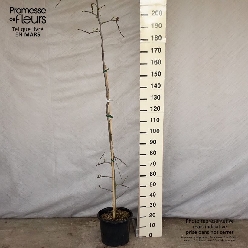 Cercis canadensis Vanilla Twist - Albero di Giuda Vaso da 4L/5L, Astone alto esemplare consegnato in primavera