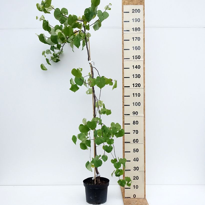 Esemplare di Cercis canadensis Vanilla Twist - Albero di Giuda Vaso da 7,5L/10L, Vaso impalcato medio consegnato in estate