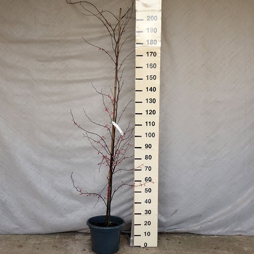 Example of Cercis canadensis Carolina Sweetheart - Albero di Giuda Vaso da 6L/7L as you get in printemps