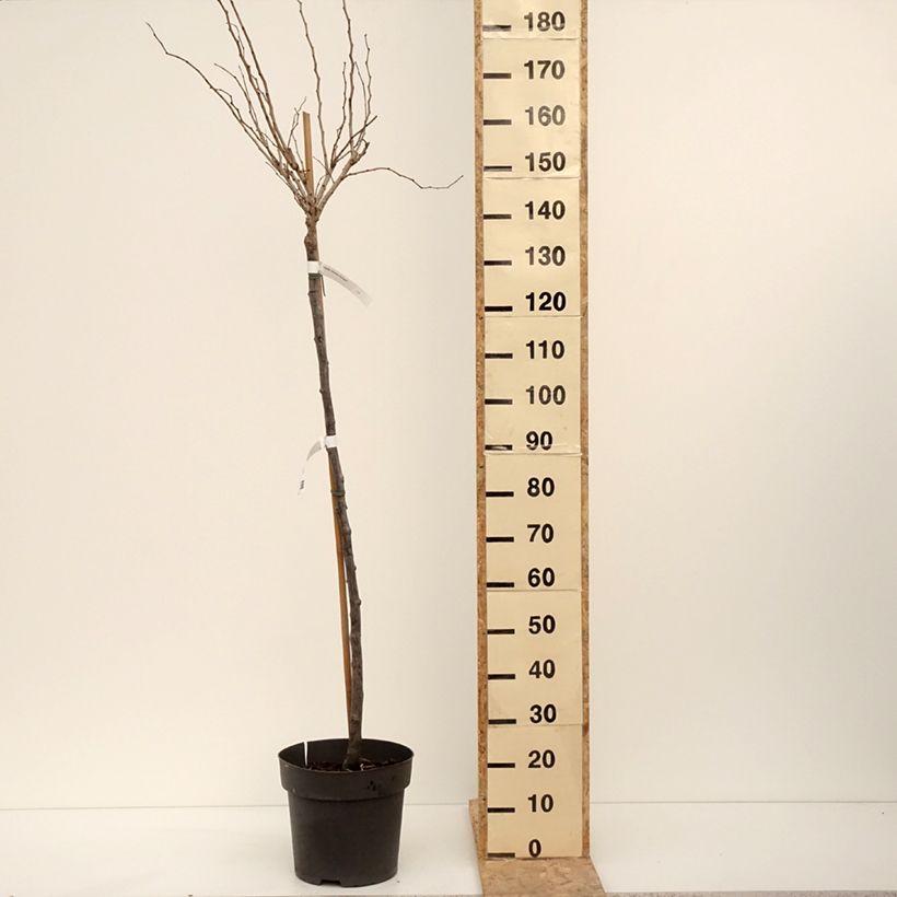 Cercis chinensis Don Egolf - Gainier de Chine compact Pot de 12L/15L, Tige, Tige de 120 cm esemplare consegnato in inverno
