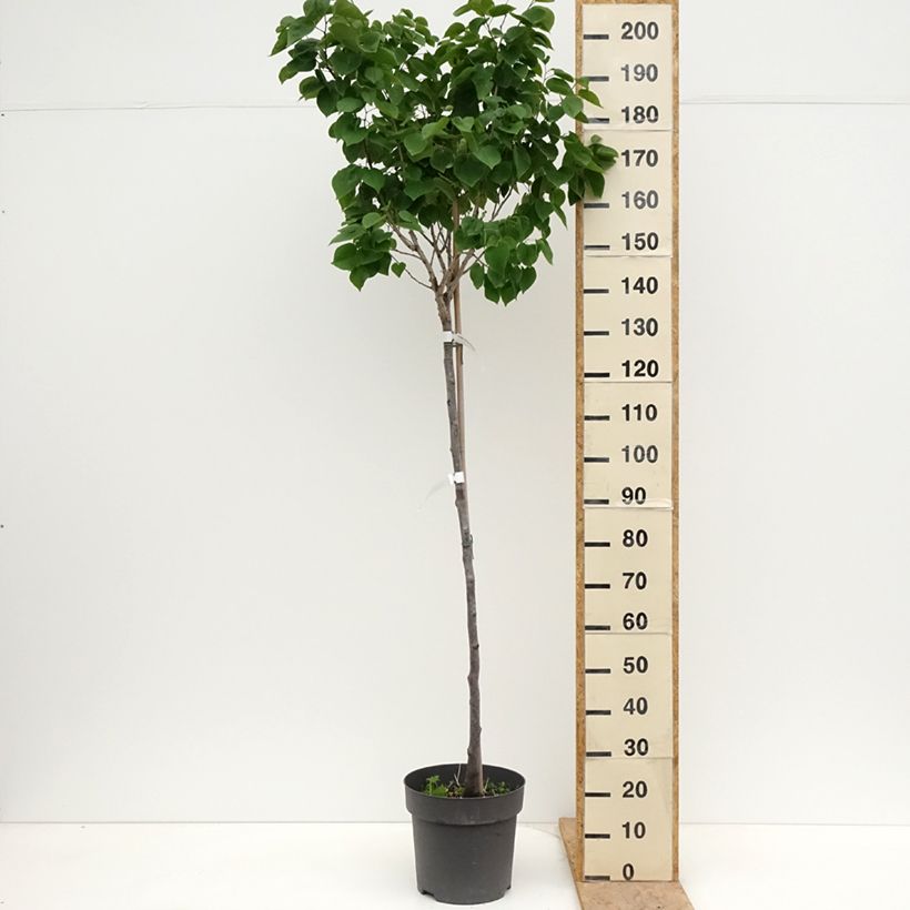 Example of Cercis chinensis Don Egolf - Albero di Giuda cinese Vaso da 12L/15L, Vaso impalcato as you get in printemps