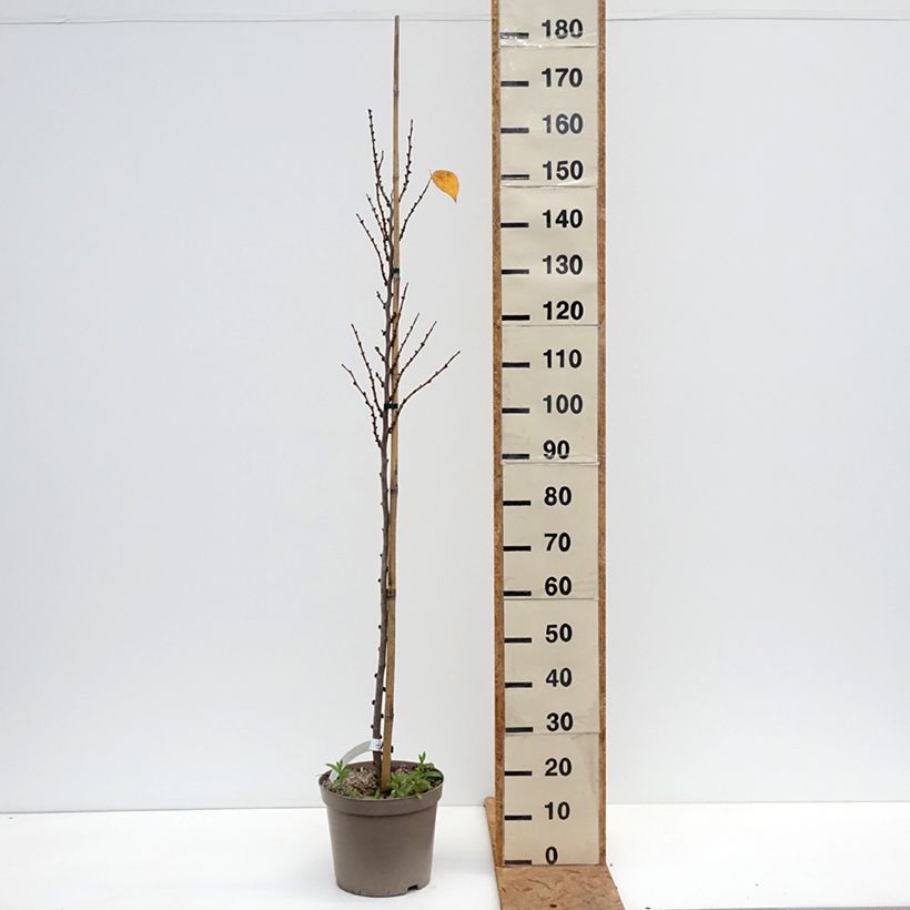Esemplare di Cercis chinensis Kay's Early Hope - Albero di Giuda cinese Vaso da 6L/7L, Astone alto come consegnato in autunno