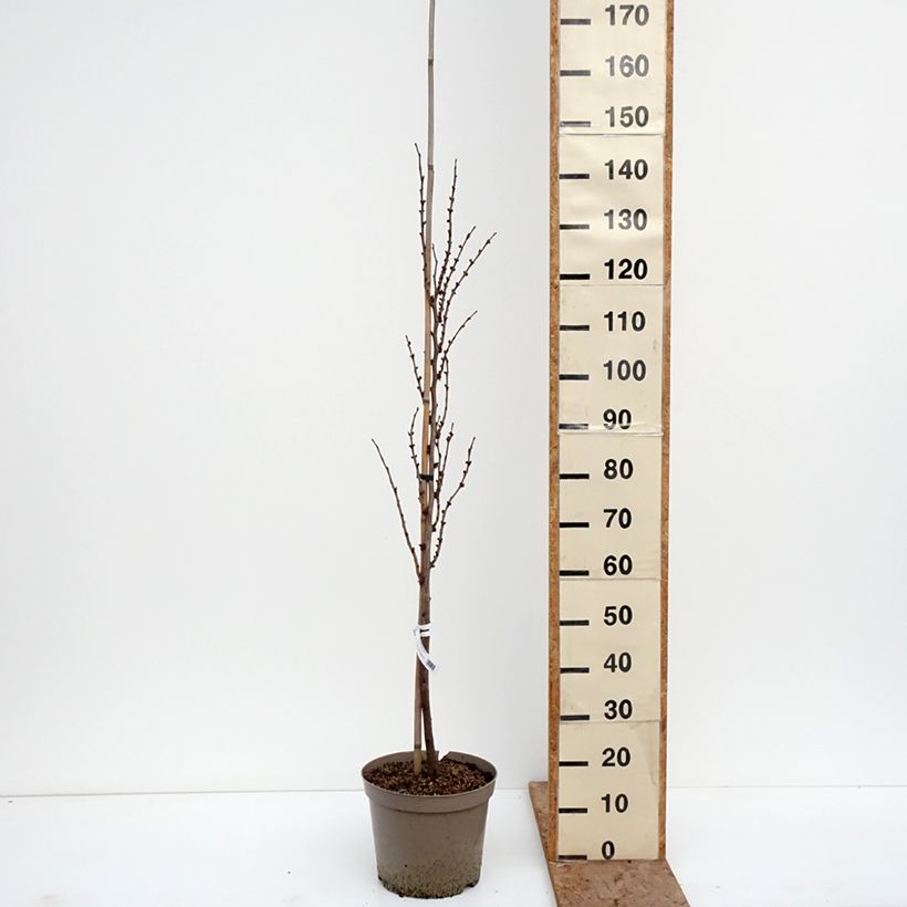 Cercis chinensis Kay's Early Hope - Albero di Giuda cinese Vaso da 6L/7L, Astone alto esemplare consegnato in inverno