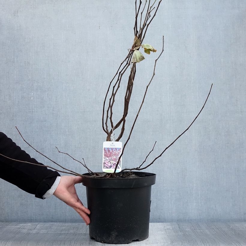 Esemplare di Cercis siliquastrum - Arbre de Judée Pot de 20L/25L come consegnato in autunno
