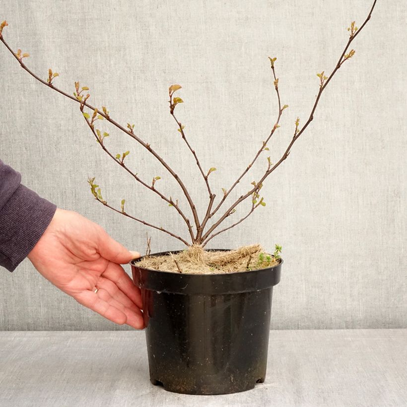 Cercis siliquastrum - Albero di Giuda Vaso da 3L/4L esemplare consegnato in primavera