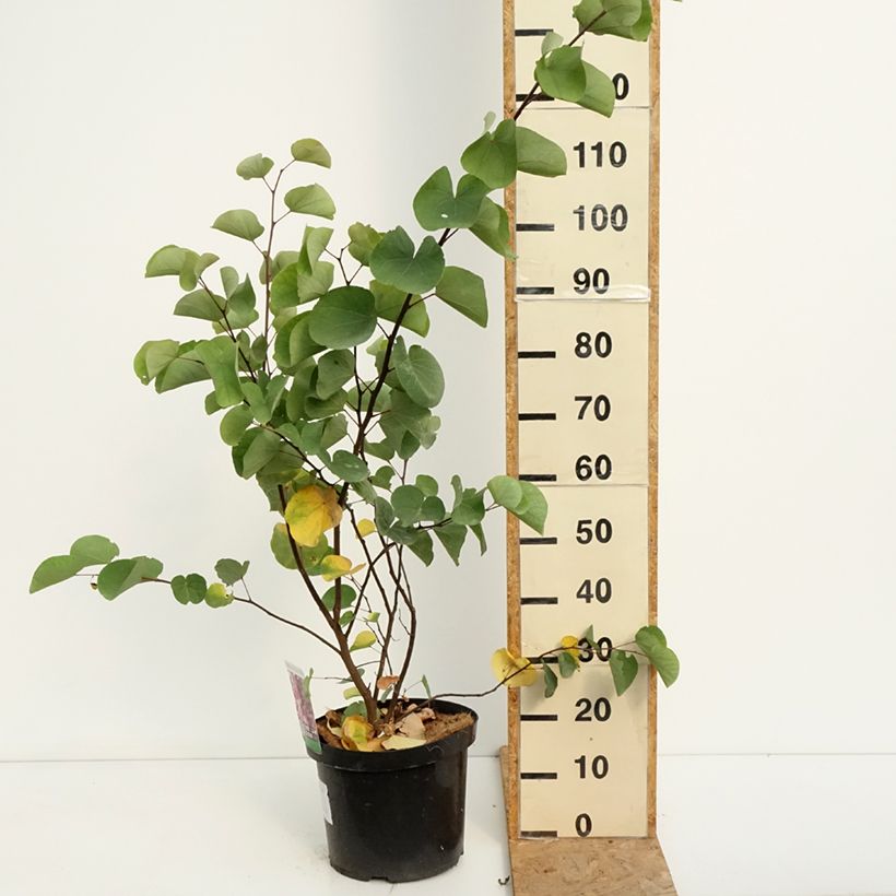 Esemplare di Cercis siliquastrum - Albero di Giuda Vaso da 20L/25L consegnato in estate