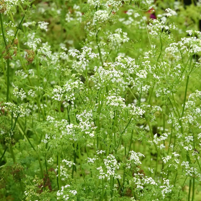Cerfoglio comune (piante) (Fioritura)