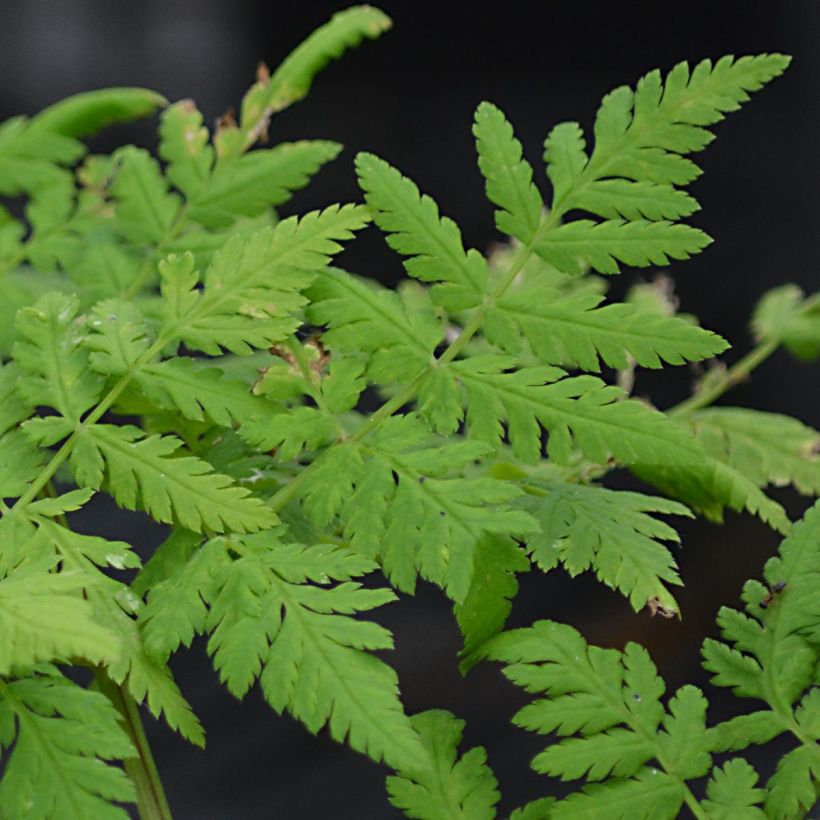 Myrrhis odorata - Finocchiella (Foliage)