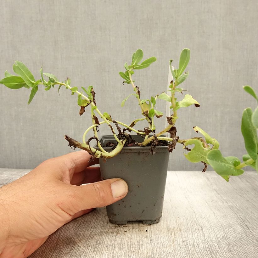 Esemplare di Cerinthe glabra - Erba-vajola alpina Vasetto da 8/9 cm come consegnato in autunno