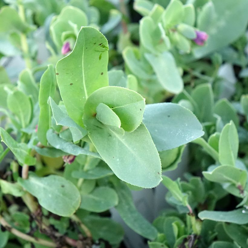 Cerinthe glabra - Erba-vajola alpina (Foliage)