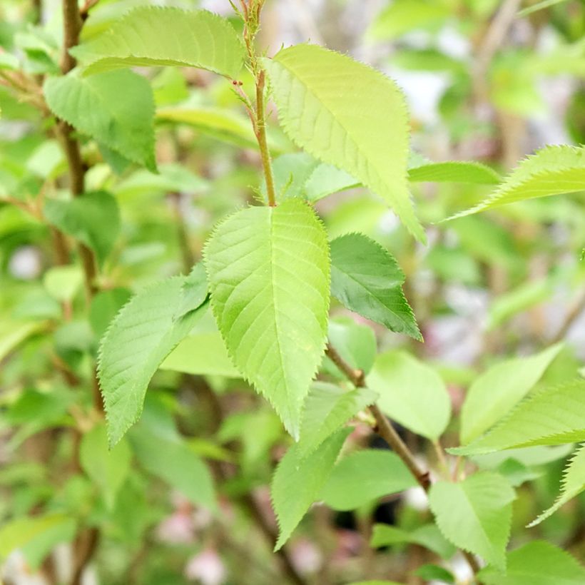 Prunus Autumnalis Rosea - Ciliegio da fiore (Fogliame)
