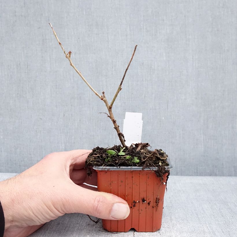 Prunus incisa Paean - Ciliegio da fiore Vasetto da 8/9 cm esemplare consegnato in inverno