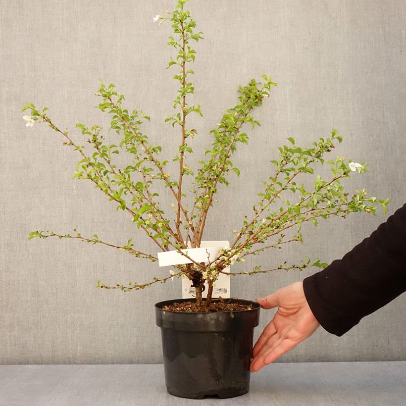 Prunus incisa Yamadei - Ciliegio da fiore Vaso da 2L/3L esemplare consegnato in primavera