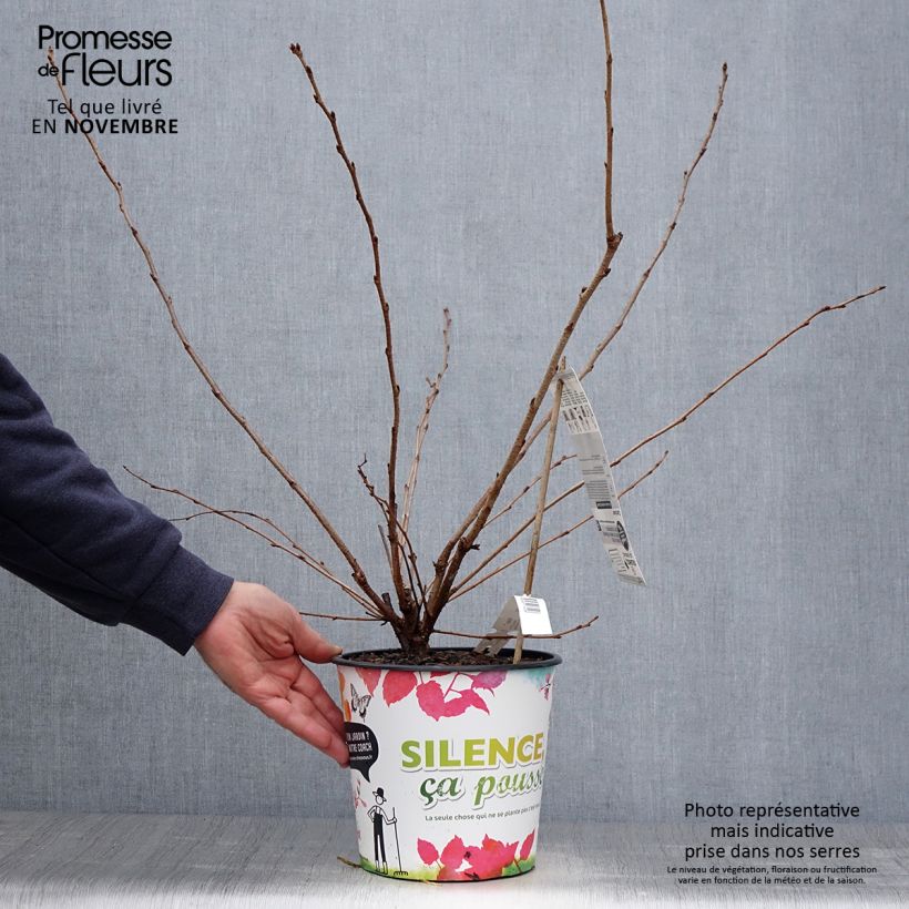 Esemplare di Cerisier du Japon - Prunus Accolade Pot de 4L/5L come consegnato in autunno
