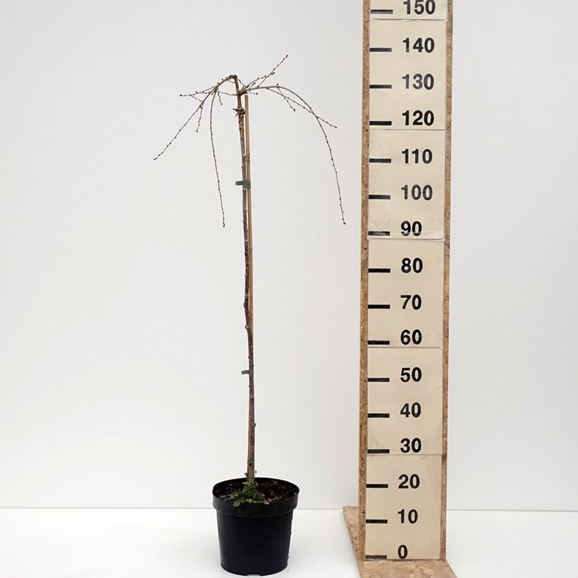 Prunus incisa Frilly Frock - Ciliegio da fiore Vaso da 7,5L/10L, Vaso impalcato esemplare consegnato in inverno