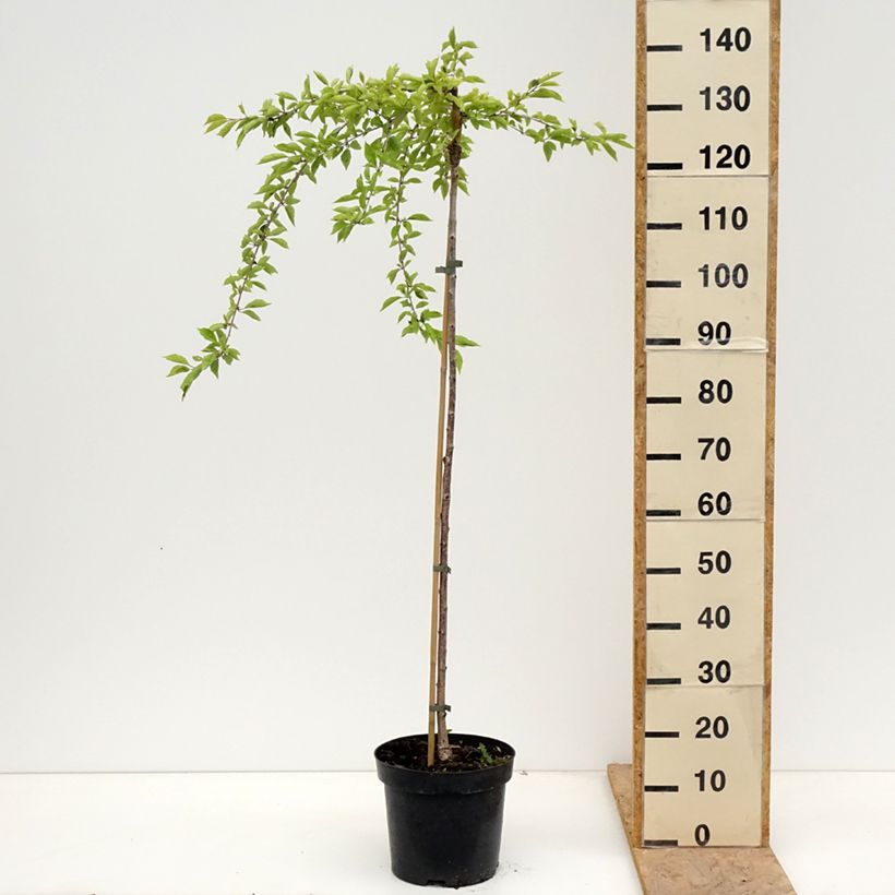 Prunus incisa Frilly Frock - Ciliegio da fiore Vaso da 7,5L/10L, Vaso impalcato esemplare consegnato in primavera