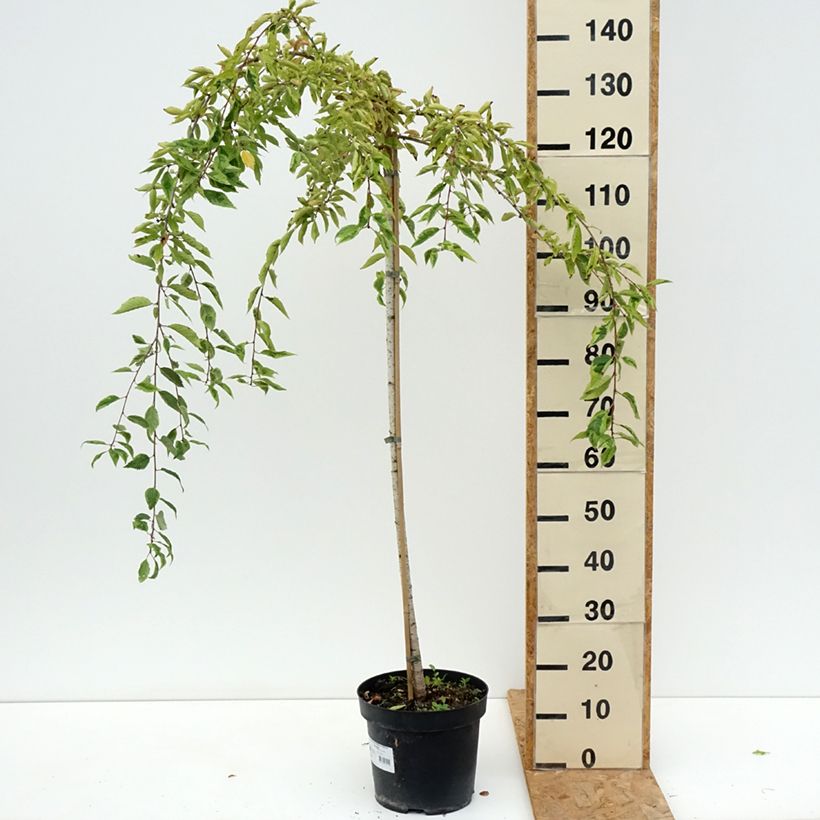Esemplare di Prunus incisa Frilly Frock - Ciliegio da fiore Vaso da 7,5L/10L, Vaso impalcato consegnato in estate