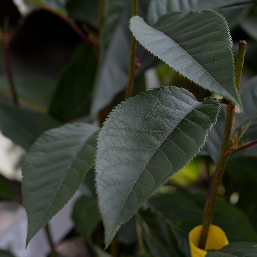 Prunus serrulata Kanzan - Ciliegio da fiore (Fogliame)