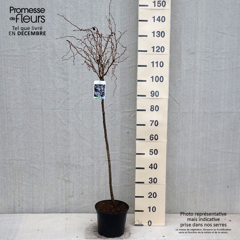 Esemplare di Prunus incisa Kojo no mai - Ciliegio da fiore Vaso da 4L/5L, Vaso impalcato come consegnato in autunno