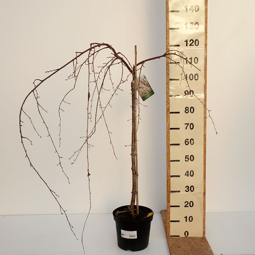 Esemplare di Prunus yedoensis Ivensii - Ciliegio da fiore Vaso da 4L/5L come consegnato in autunno