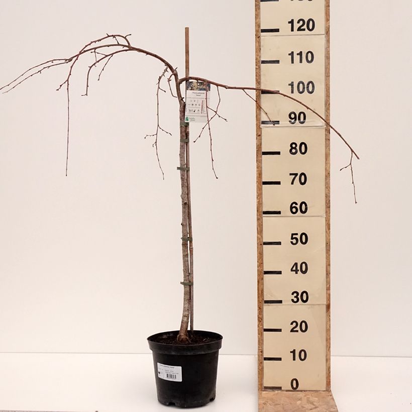 Prunus yedoensis Ivensii - Ciliegio da fiore Vaso da 4L/5L esemplare consegnato in inverno