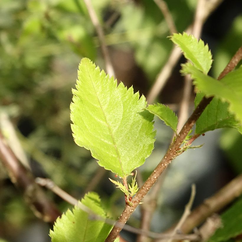 Prunus Hally Jolivette - Ciliegio da fiore (Fogliame)