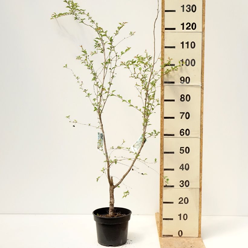 Prunus Hally Jolivette - Ciliegio da fiore Vaso da 4L/5L esemplare consegnato in primavera