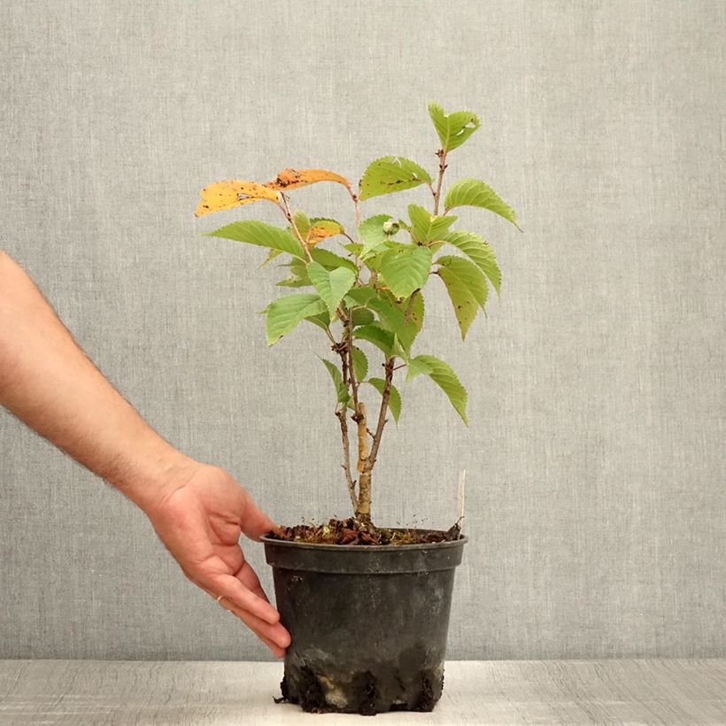 Esemplare di Prunus hillieri Spire - Ciliegio da fiore Vaso da 3L/4L consegnato in estate