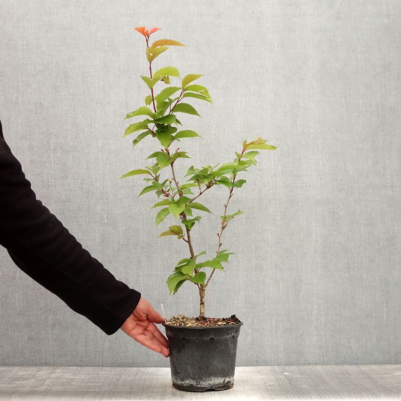 Prunus hillieri Spire - Ciliegio da fiore Vaso da 3L/4L esemplare consegnato in primavera