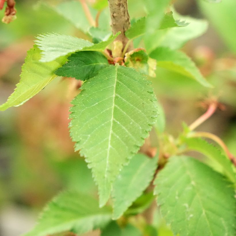 Prunus nipponica var. kurilensis Brillant - Ciliegio da fiore (Fogliame)