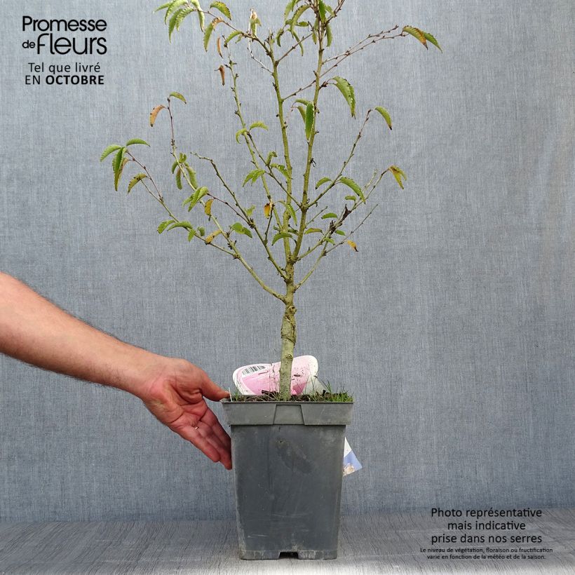 Esemplare di Prunus nipponica var. kurilensis Brillant - Ciliegio da fiore Vaso da 4L/5L, Vaso impalcato come consegnato in autunno