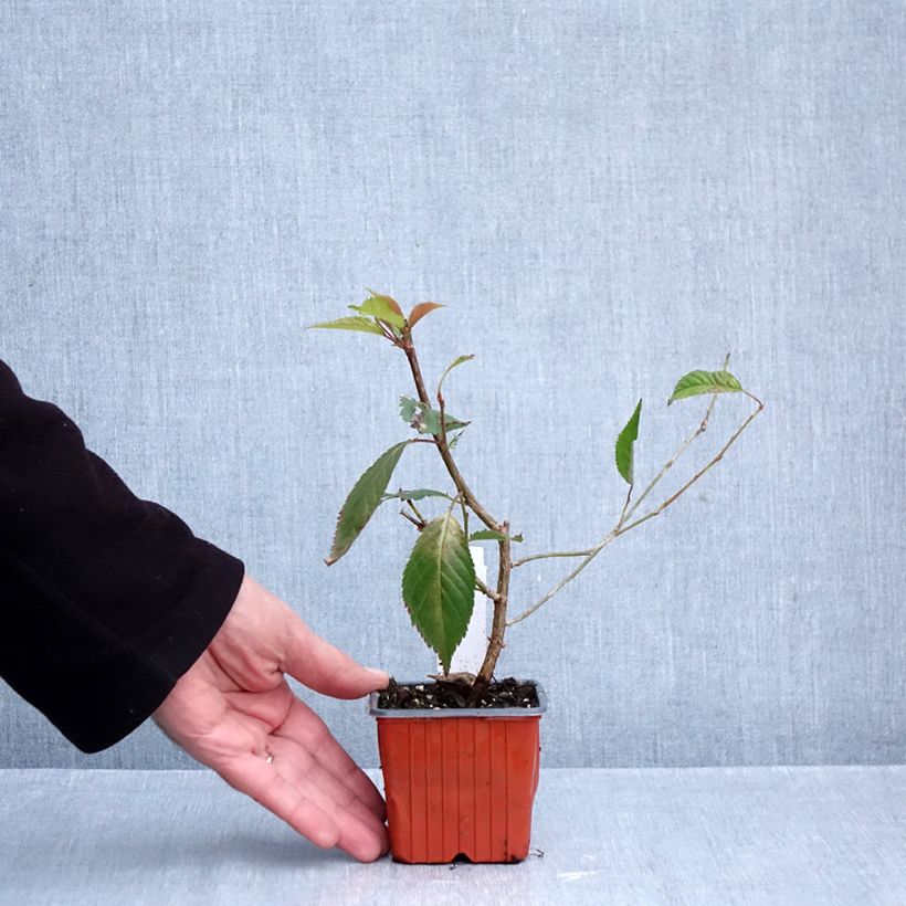 Esemplare di Prunus nipponica var. kurilensis Brillant - Ciliegio da fiore Vasetto da 8/9 cm come consegnato in autunno
