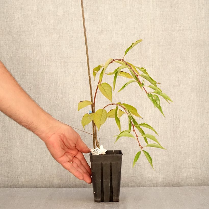 Esemplare di Prunus Pink Cascade - Ciliegio da fiore Vaso da 1L/1,5L consegnato in estate