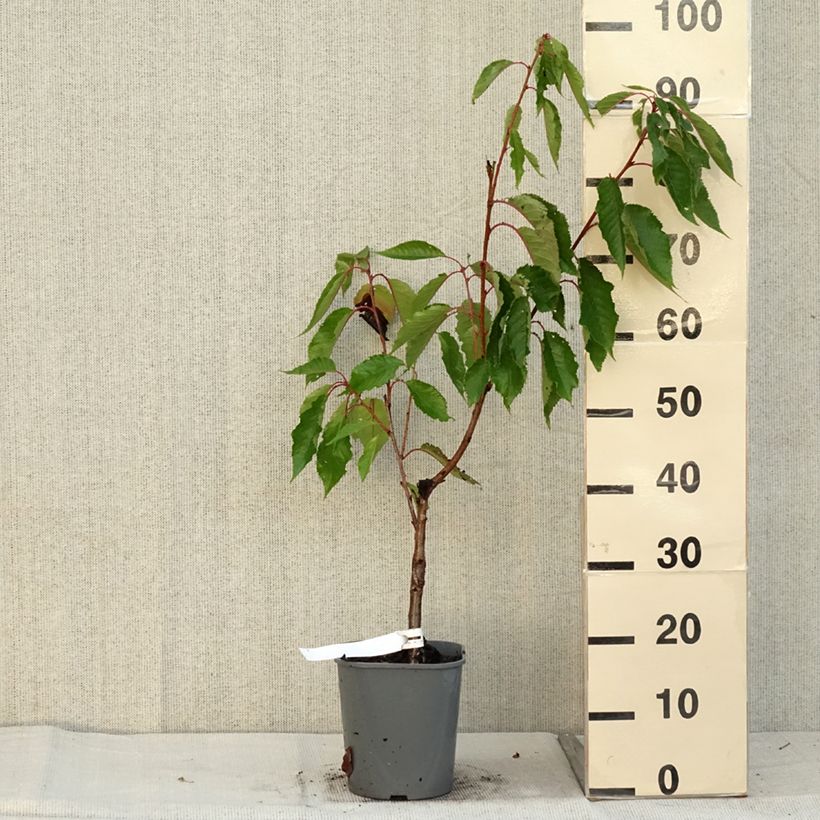 Esemplare di Prunus serrulata Pink Perfection - Ciliegio da fiore Vaso da 4L/5L come consegnato in autunno