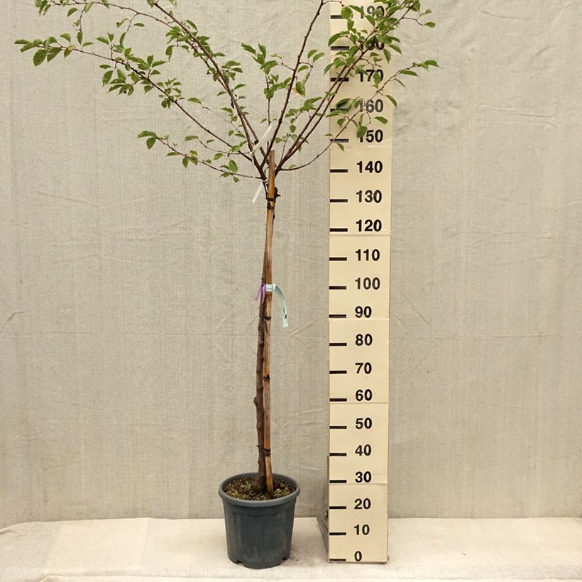 Esemplare di Prunus serrulata Shirofugen - Ciliegio da fiore Vaso da 12L/15L, Vaso impalcato medio consegnato in estate