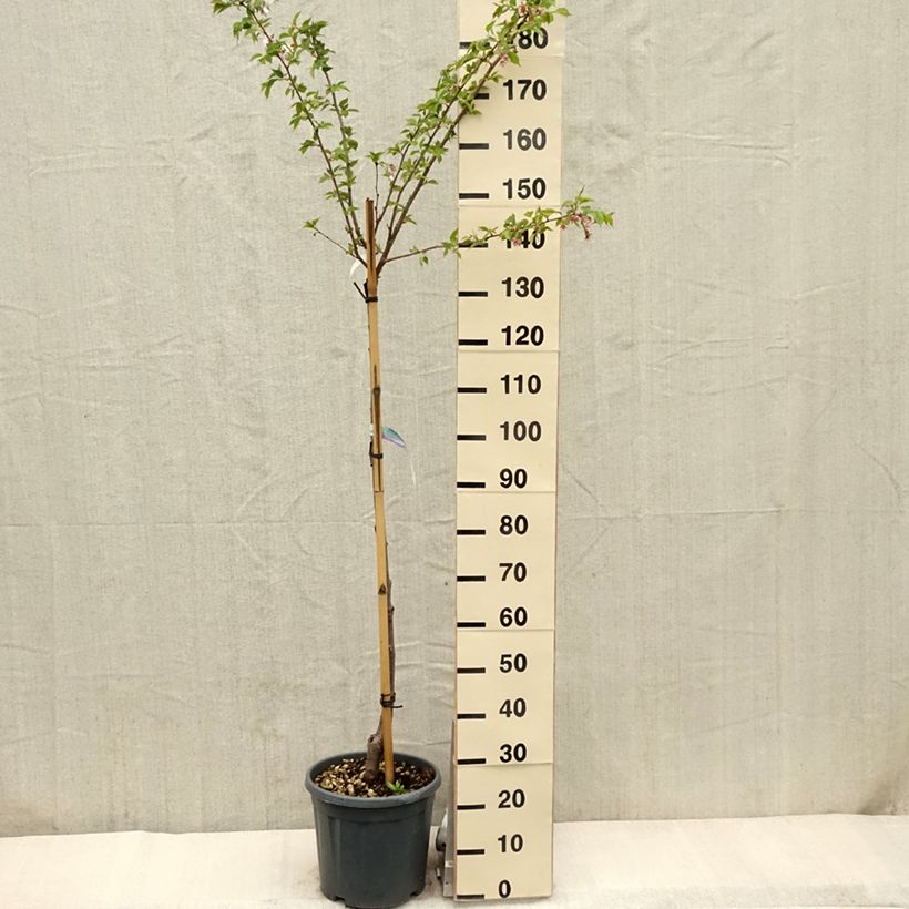 Prunus serrulata Shirofugen - Ciliegio da fiore Vaso da 12L/15L, Vaso impalcato medio esemplare consegnato in primavera