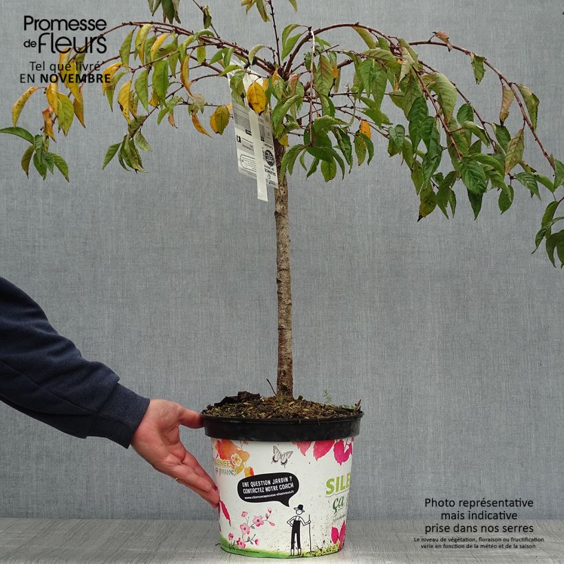Esemplare di Prunus Snow Fountains - Ciliegio da fiore Vaso da 7,5L/10L, Vaso impalcato come consegnato in autunno
