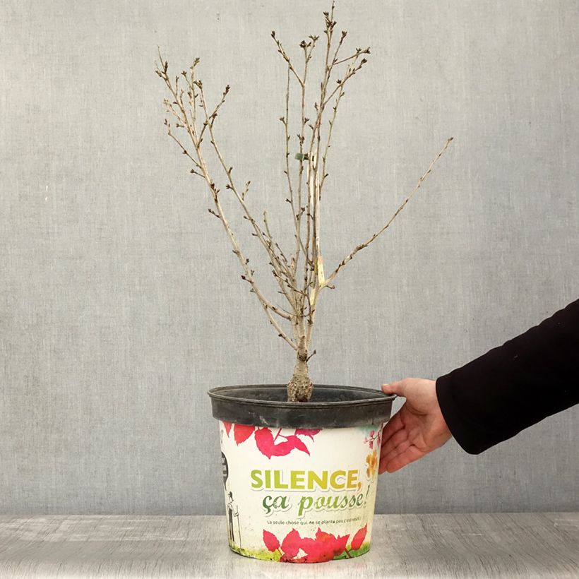 Esemplare di Cerisier à fleurs - Prunus subhirtella Fukubana Pot de 7,5L/10L come consegnato in autunno