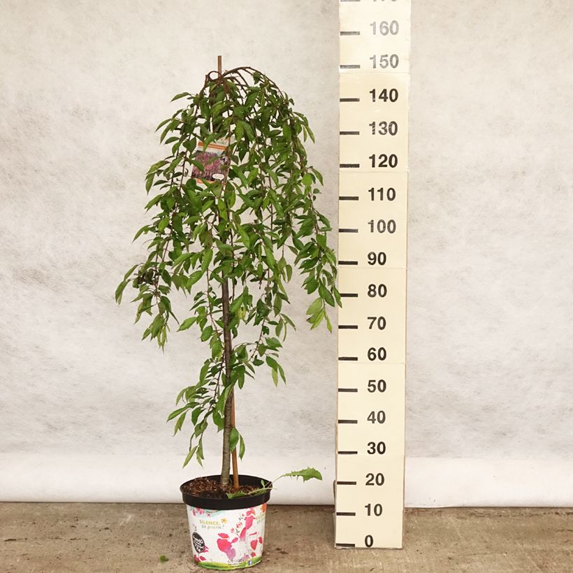 Prunus subhirtella Pendula Rubra - Ciliegio da fiore Vaso da 7,5L/10L, Vaso impalcato esemplare consegnato in primavera