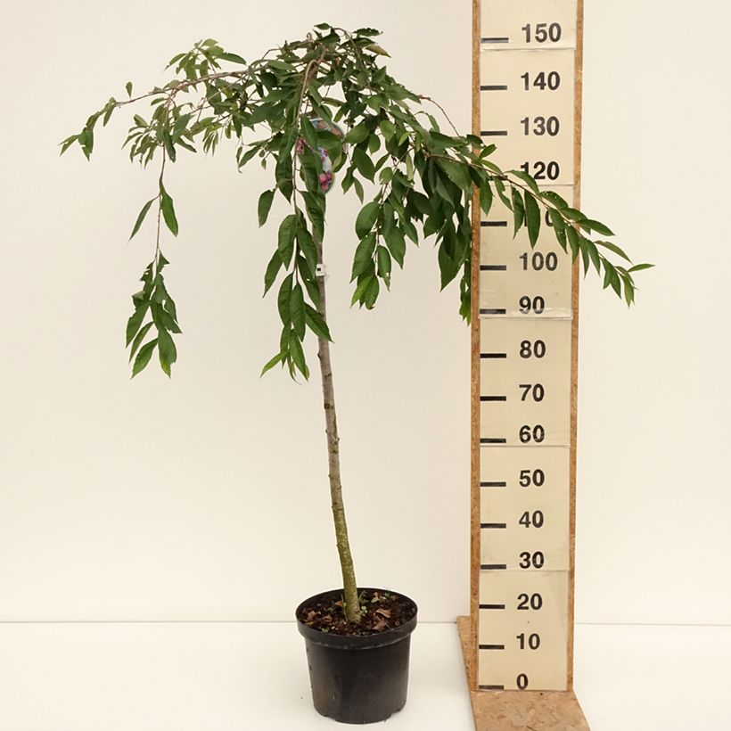 Esemplare di Prunus subhirtella Pendula Rubra - Ciliegio da fiore Vaso da 7,5L/10L, Vaso impalcato consegnato in estate