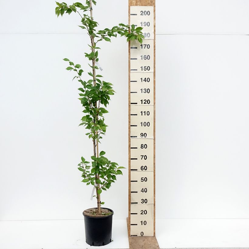 Prunus yedoensis - Ciliegio da fiore Vaso da 12L/15L esemplare consegnato in primavera