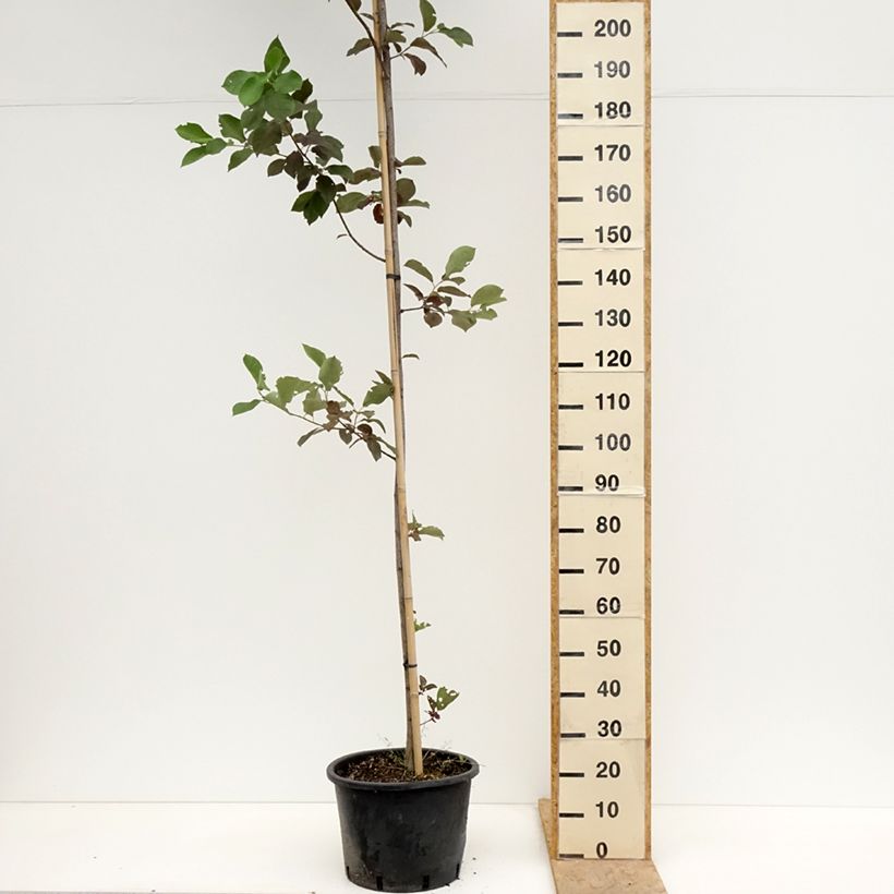 Prunus virginiana Canada Red Vaso da 20L/25L esemplare consegnato in primavera