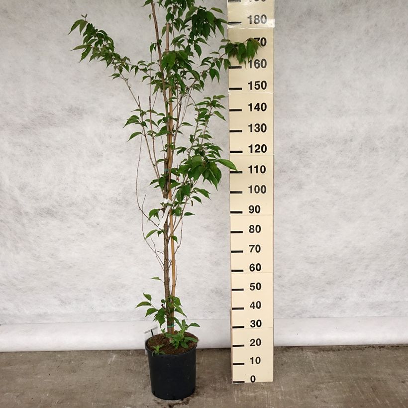 Prunus serrulata Sunset Boulevard - Ciliegio da fiore Vaso da 12L/15L esemplare consegnato in primavera