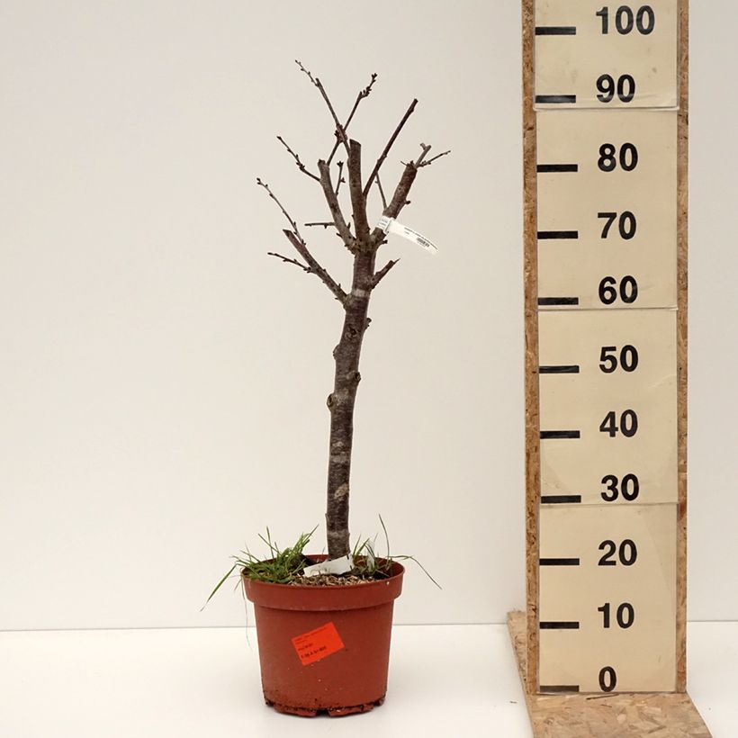 Cerisier Allegria Delbard - Prunus cerasus  Pot de 7,5L/10L, Gobelet esemplare consegnato in inverno