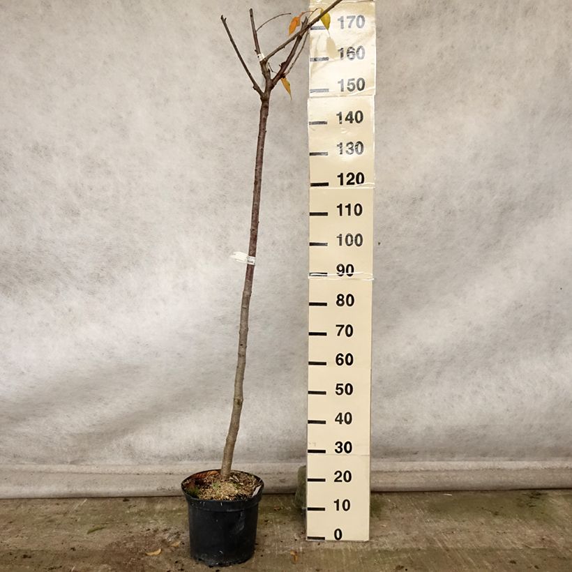 Esemplare di Cerisier bigarreau Bigalise - Georges Delbard Pot de 7,5L/10L, Demi-Tige come consegnato in autunno