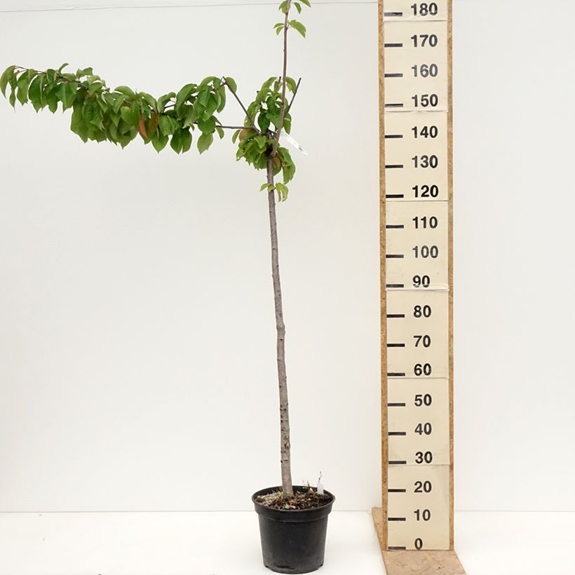 Ciliegio Bigalise Vaso da 7,5L/10L, Vaso impalcato medio esemplare consegnato in primavera