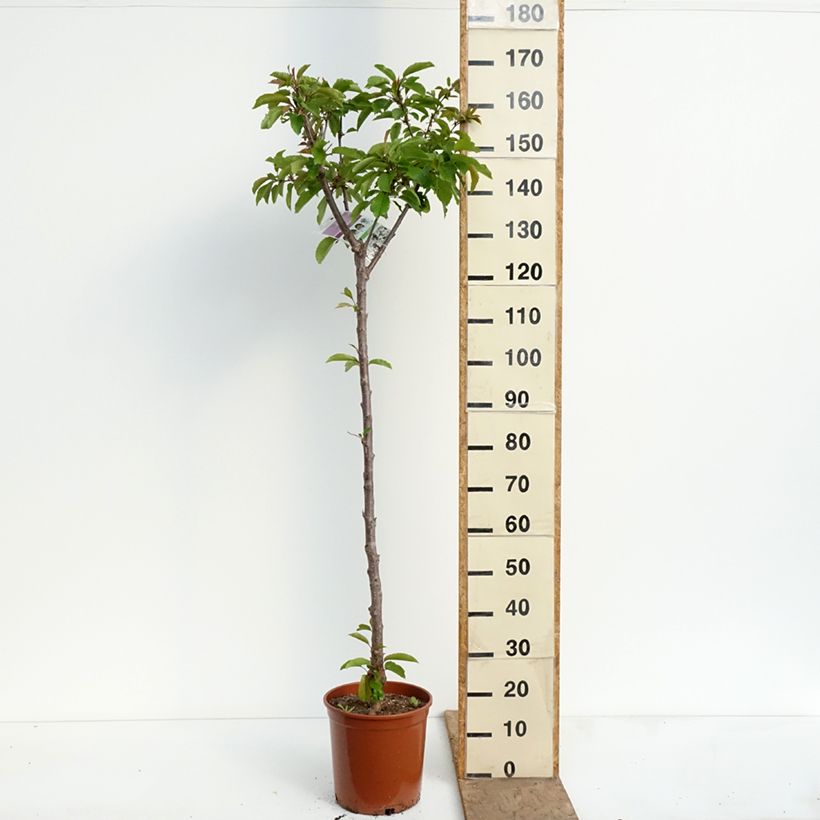 Ciliegio Burlat Vaso da 7,5L/10L, Vaso impalcato medio esemplare consegnato in primavera