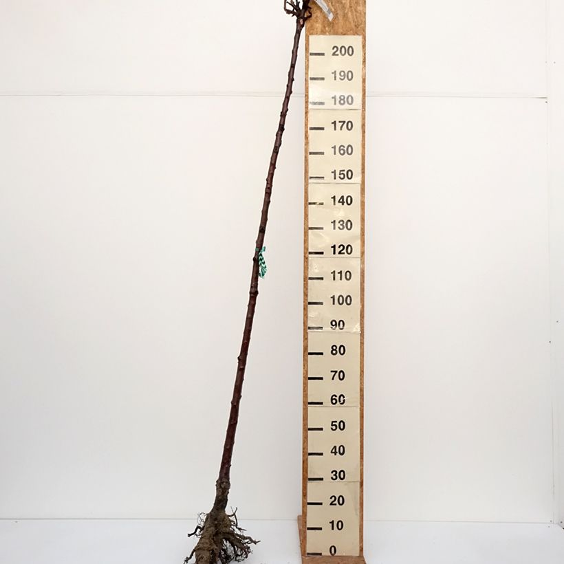 Ciliegio Burlat Piante grandi a radice nuda, Vaso impalcato alto esemplare consegnato in inverno